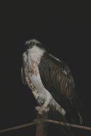 seeadler_200711-12_006a
