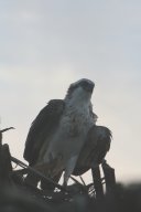 seeadler_200711-12_012a