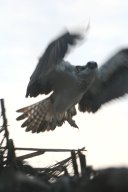 seeadler_200711-12_013a