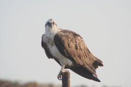 seeadler_200711-12_019a