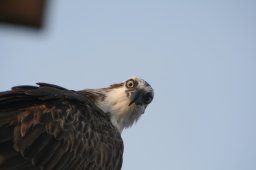 seeadler_200711-12_024