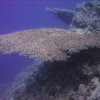 hurghada_sep2004_115