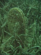 kroatien_tauchen_200907_038