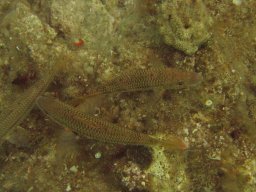 kroatien_tauchen_200907_039