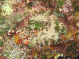kroatien_tauchen_200907_040