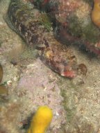 kroatien_tauchen_200907_041