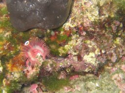 kroatien_tauchen_200907_042