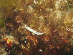 kroatien_tauchen_200907_043