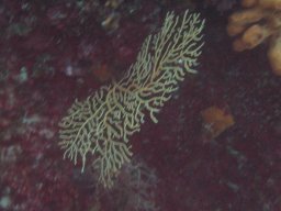kroatien_tauchen_200907_046