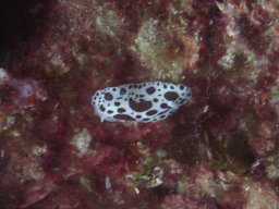 kroatien_tauchen_200907_047