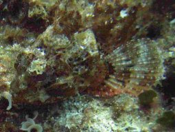 kroatien_tauchen_200907_049