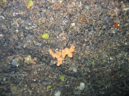 kroatien_tauchen_200907_099