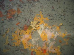 kroatien_tauchen_200907_100