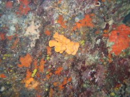 kroatien_tauchen_200907_101