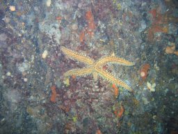 kroatien_tauchen_200907_102