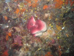 kroatien_tauchen_200907_103