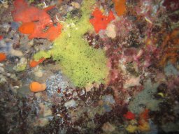 kroatien_tauchen_200907_104