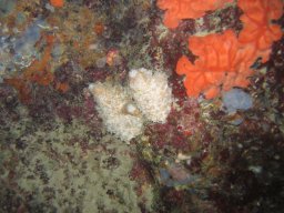 kroatien_tauchen_200907_105