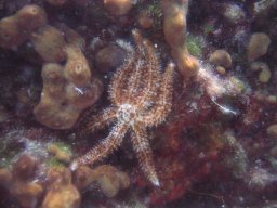 kroatien_tauchen_200907_108