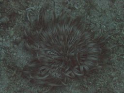 kroatien_tauchen_200907_109