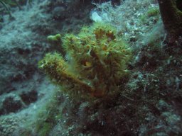 kroatien_tauchen_200907_112