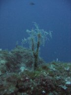 kroatien_tauchen_200907_113