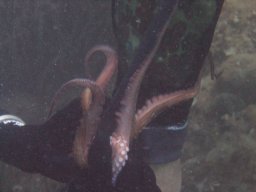 kroatien_tauchen_200907_116