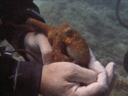 kroatien_tauchen_200907_117