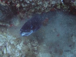 kroatien_tauchen_200907_120