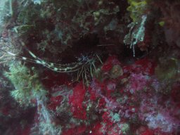 kroatien_tauchen_200907_122