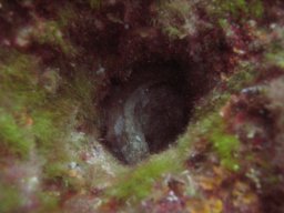 kroatien_tauchen_200907_123