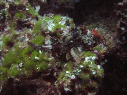 kroatien_tauchen_200907_124