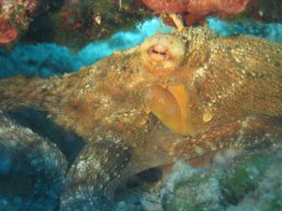 kroatien_tauchen_200907_149