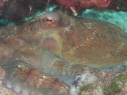 kroatien_tauchen_200907_150