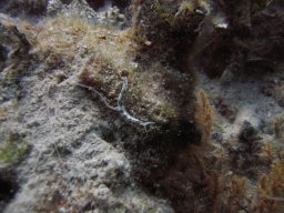 kroatien_tauchen_200907_152
