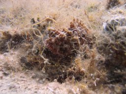 kroatien_tauchen_200907_153