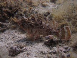 kroatien_tauchen_200907_154