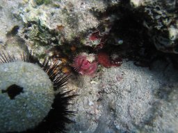 kroatien_tauchen_200907_155