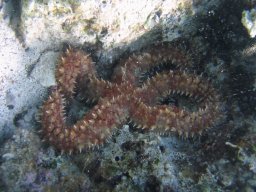 kroatien_tauchen_200907_156
