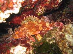 kroatien_tauchen_200907_157
