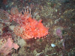 kroatien_tauchen_200907_160