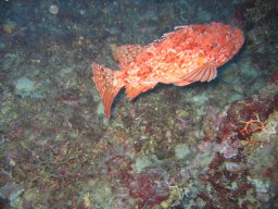 kroatien_tauchen_200907_161