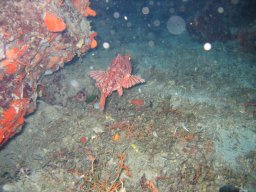 kroatien_tauchen_200907_162