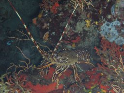 kroatien_tauchen_200907_164