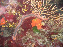 kroatien_tauchen_200907_166