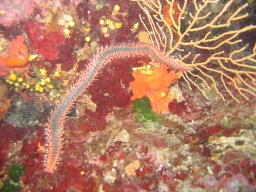 kroatien_tauchen_200907_167