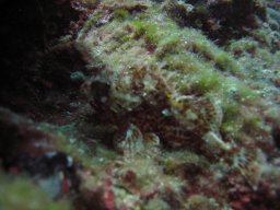 kroatien_tauchen_200907_168
