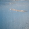 Brayka_Bay_2023_021