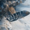 Brayka_Bay_2023_027