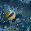 Brayka_Bay_2023_028